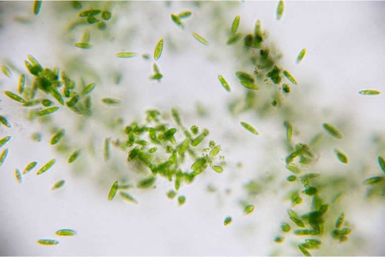 Euglena Algae