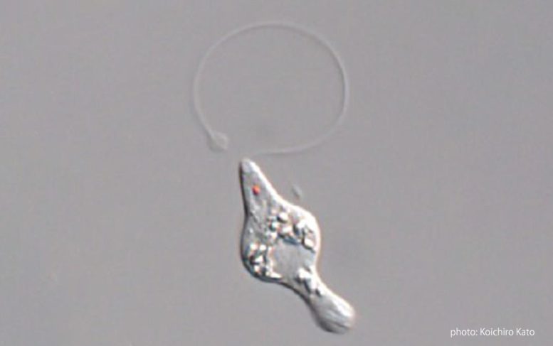 Euglenaformis parasitica