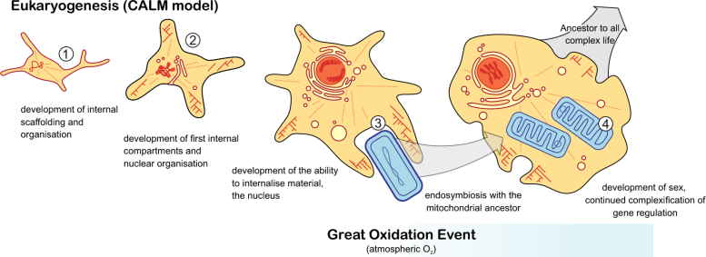 Eukaryotes Evolution Figure