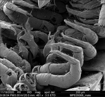 Electron microscopy of Eumillipes legs