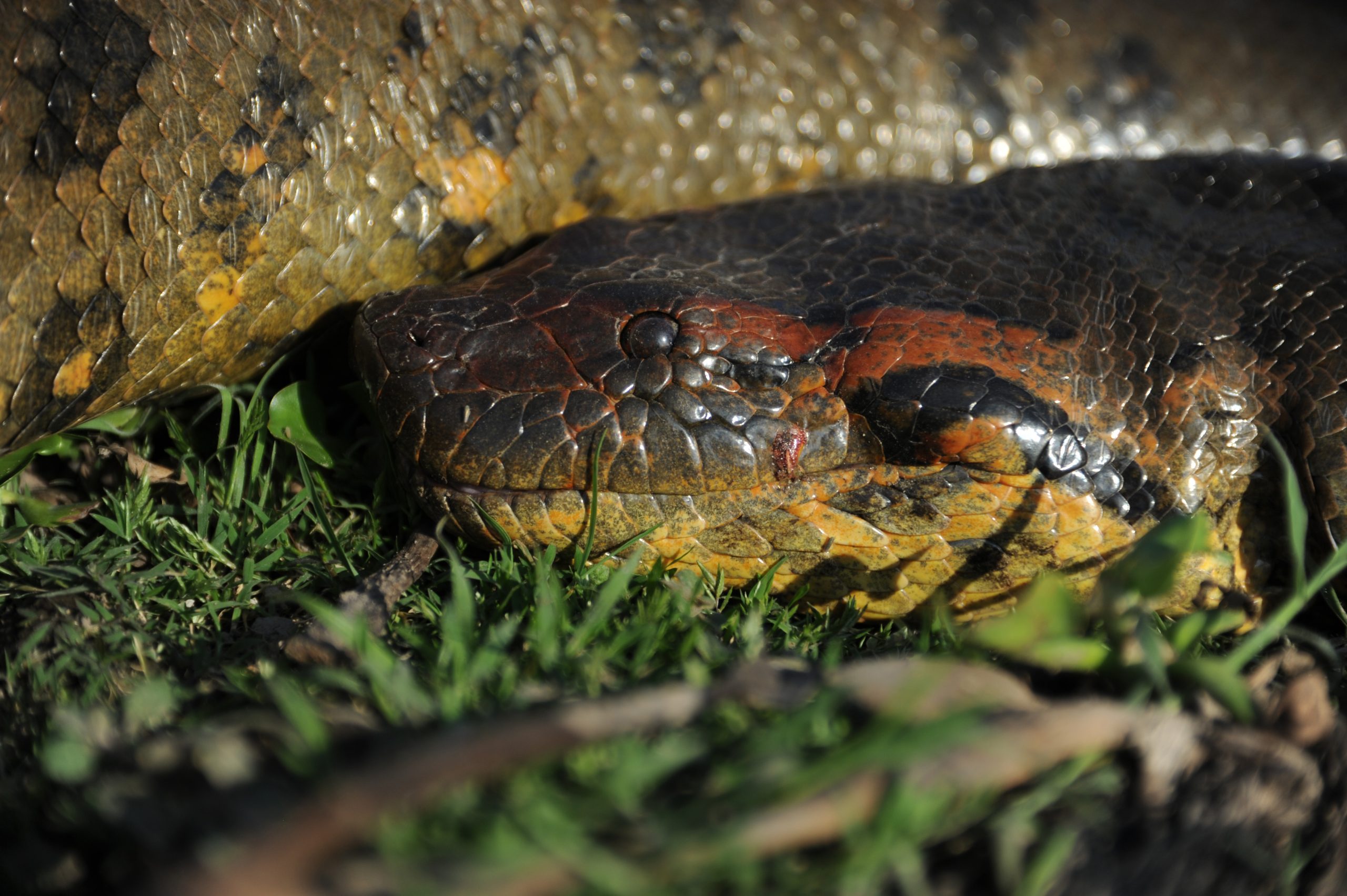 „Ohromující 20 stop dlouhý“ – Vědci objevili nový druh obřího hada ve vzdálené Amazonii