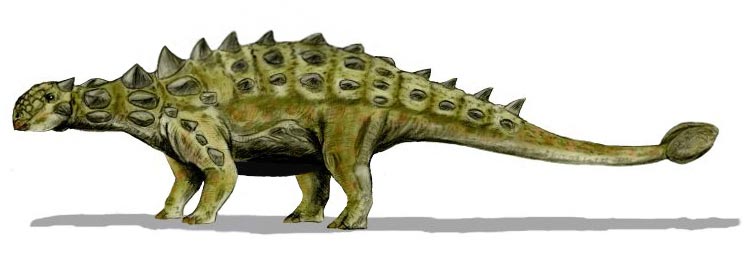 Euoplocephalus Ankylosaur