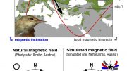 Eurasian Reed Warbler Breeding Range and Variation in Geomagnetic Signature