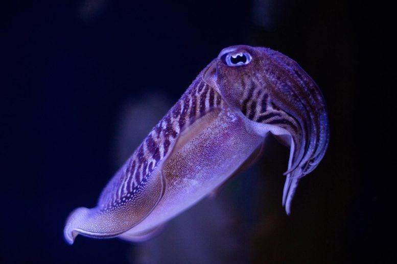 European Cuttlefish