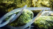 European Glass Eels Detail
