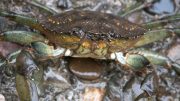 European Green Crab Closeup