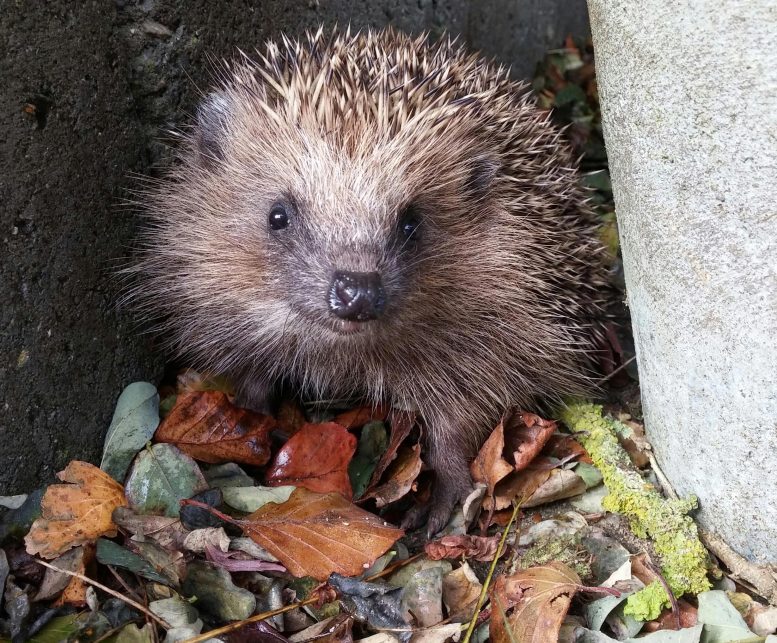 European Hedgehog