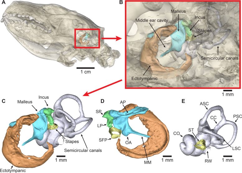 European Hedgehog Ear Anatomy