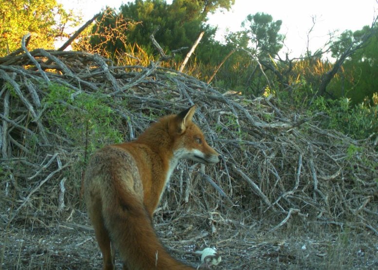 European Red Fox Scavenging