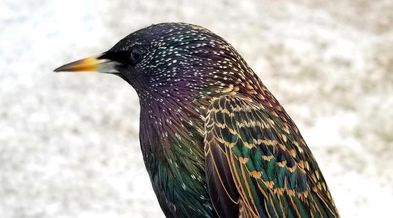 European Starling Are Superior Problem Solvers