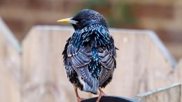 European Starling Fence