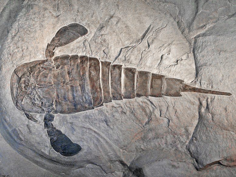 Eurypterus remipes Fossil