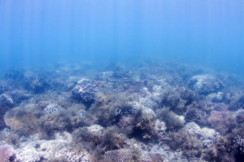 Coral Eutropohied na Grande Barreira de Corais