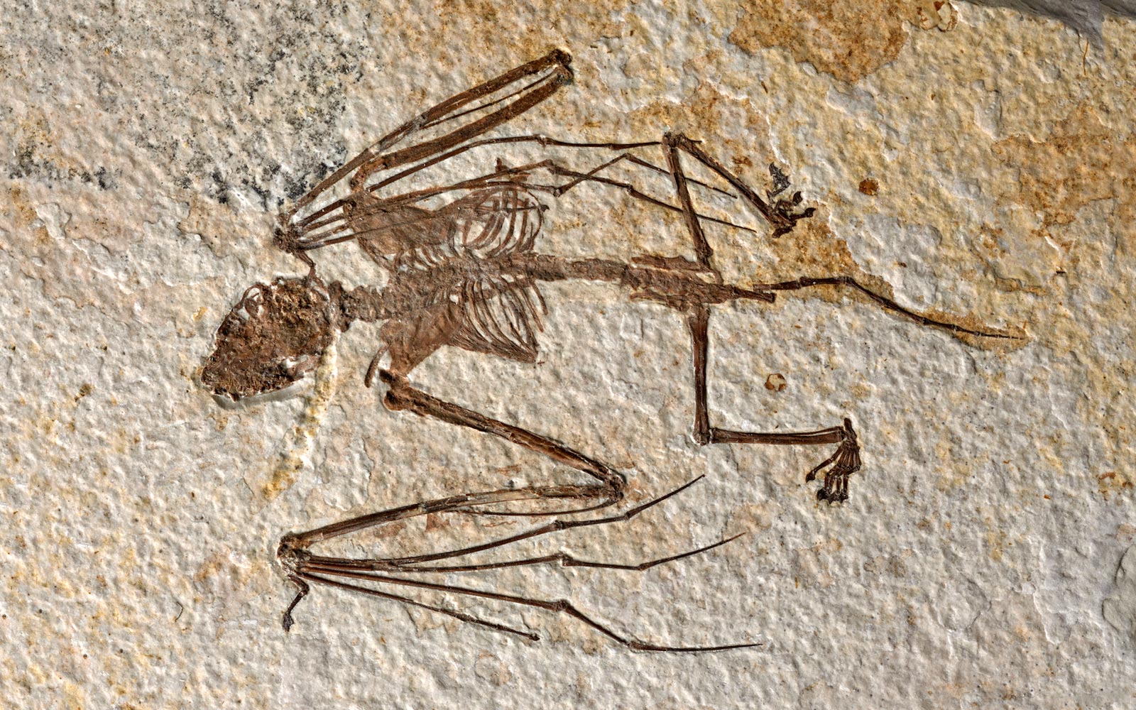 A 52-million-year-old bat skeleton reveals new species and clues to the evolution of flying mammals