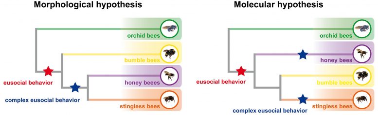 Evolution of Bees Complex Eusocial Behavior