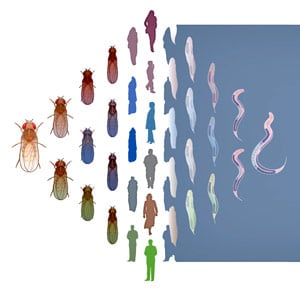 Evolution of Flies, Worms and Humans Share Patterns of Gene Expression