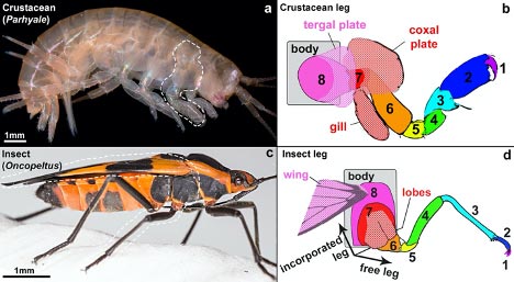 Evolution of Insect Wing From Crustacean Limb