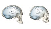 Evolution of Modern Human Brain Shape