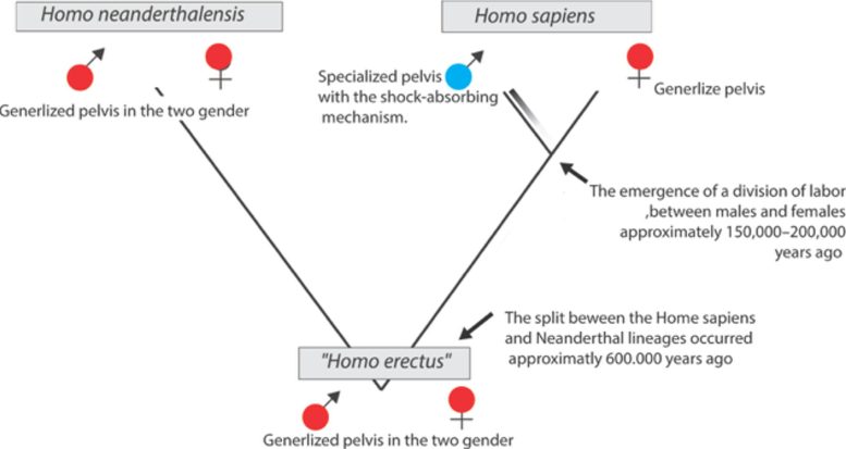 Evolution of the Human Pelvis