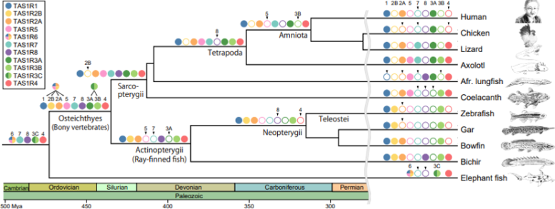 Evolution of the TAS1R Family of Genes During Vertebrate Evolution Graphic