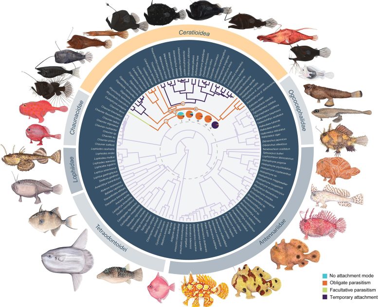 Evolutionary Context of Anglerfish Immunogenomic Degradation