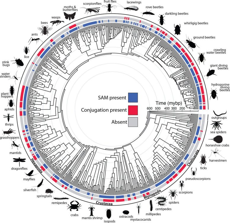 Evolutionary History of Sperm Cooperation