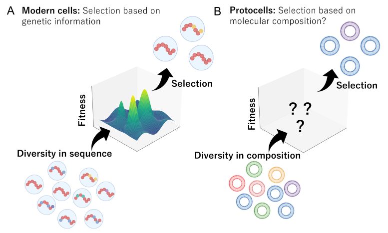 Evolutionary Modes of Modern Cells Versus Protocells