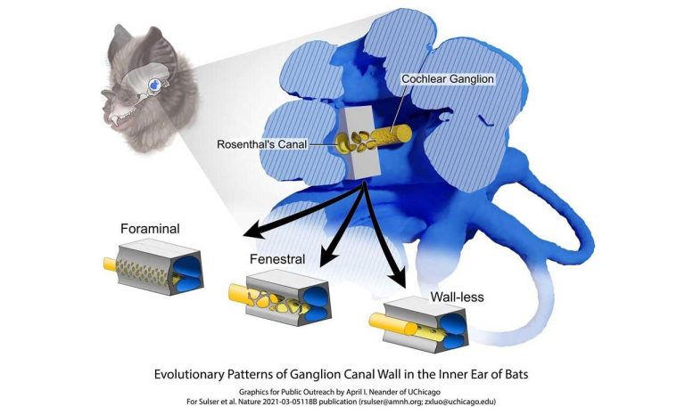 Echolocation: Bats Use Different Inner Ear Structures To Help Navigate ...