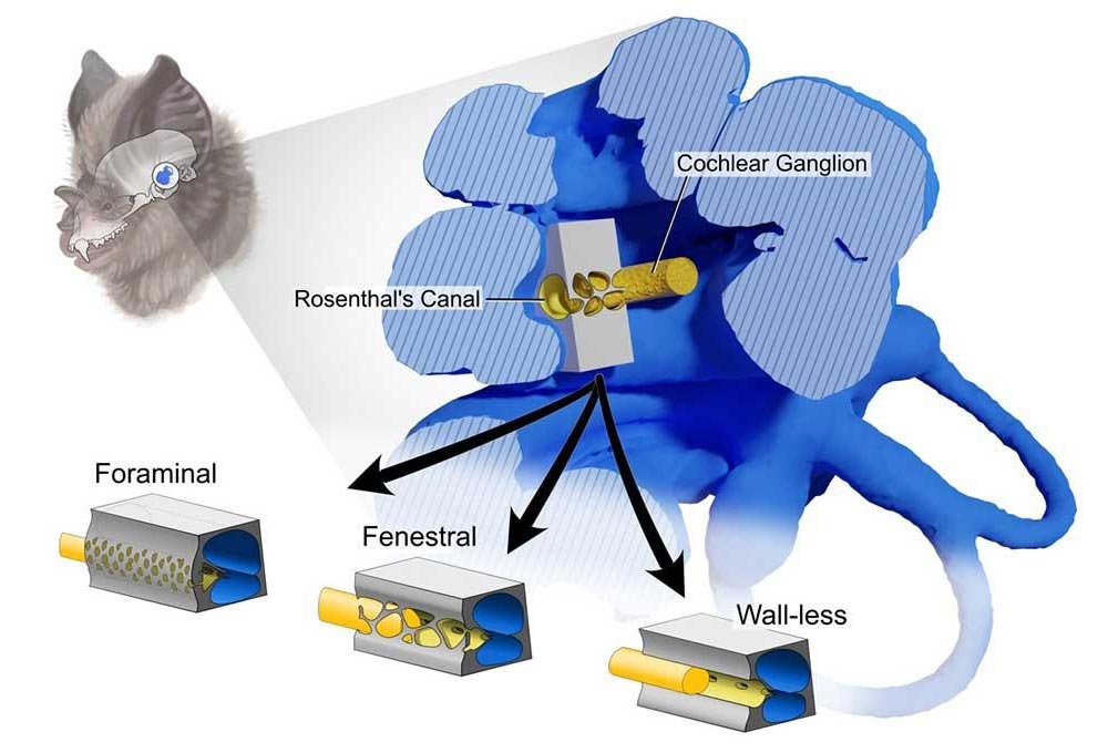 Echolocation Bats Use Different Inner Ear Structures To Help Navigate