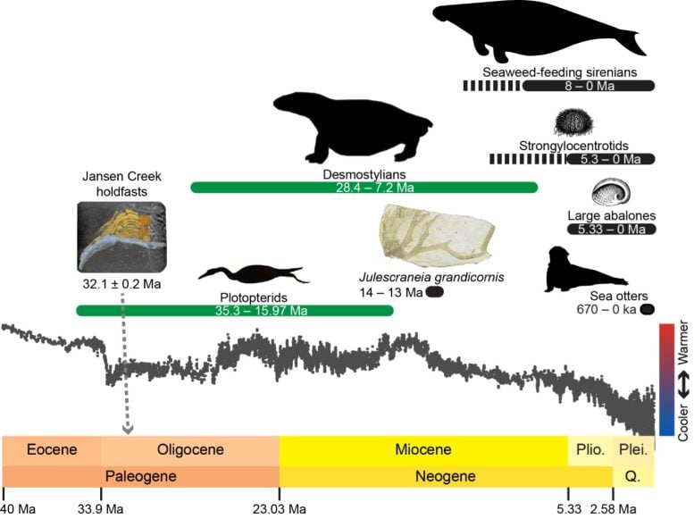 Evolutionary Timeline of Kelp Forest Ecosystem