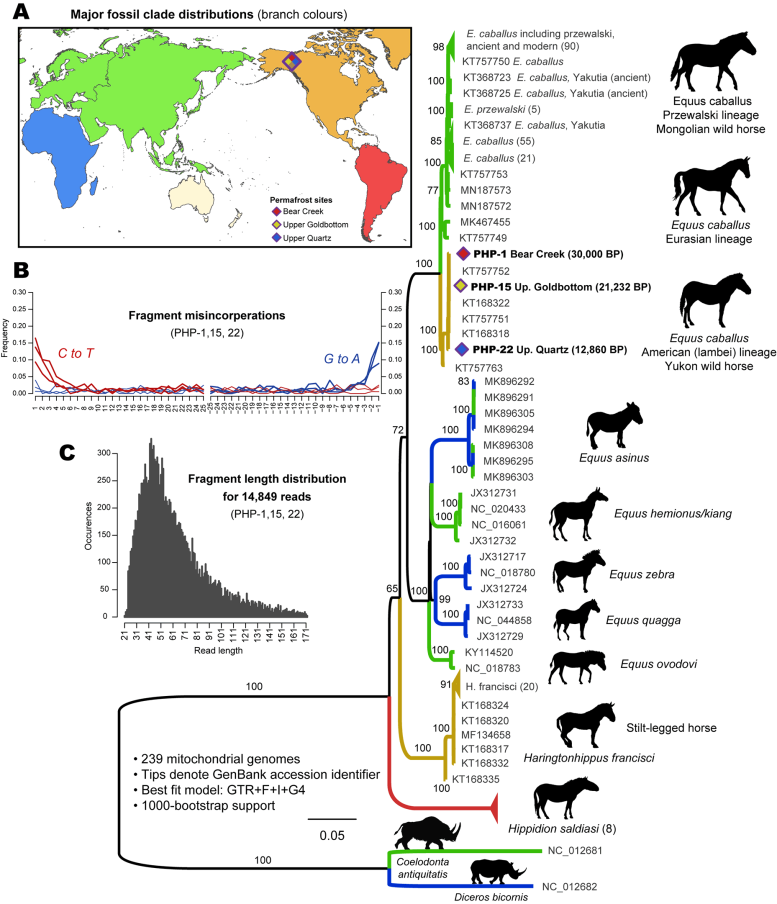 Evolutionary Tree Horses and Their Relatives