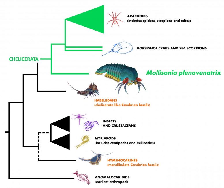 Evolutionary Tree Illustrating the Relationship of Mollisonia to Other Arthropods