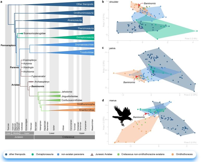 Evolutionary Tree Showing the Position of Baminornis Zhenghensis, and the Morphometric Space
