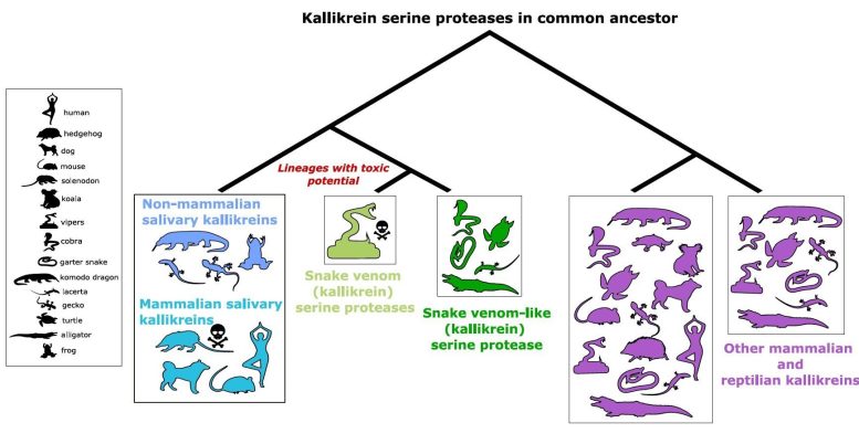 Evolutionary tree of kallikrein serine protease