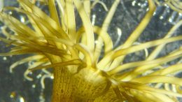 Exaiptasia diaphana Symbiotic Sea Anemone