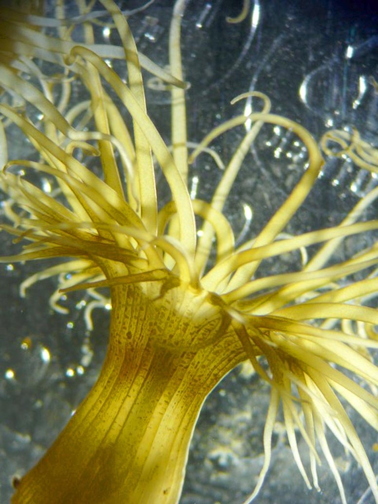Exaiptasia diaphana Symbiotic Sea Anemone