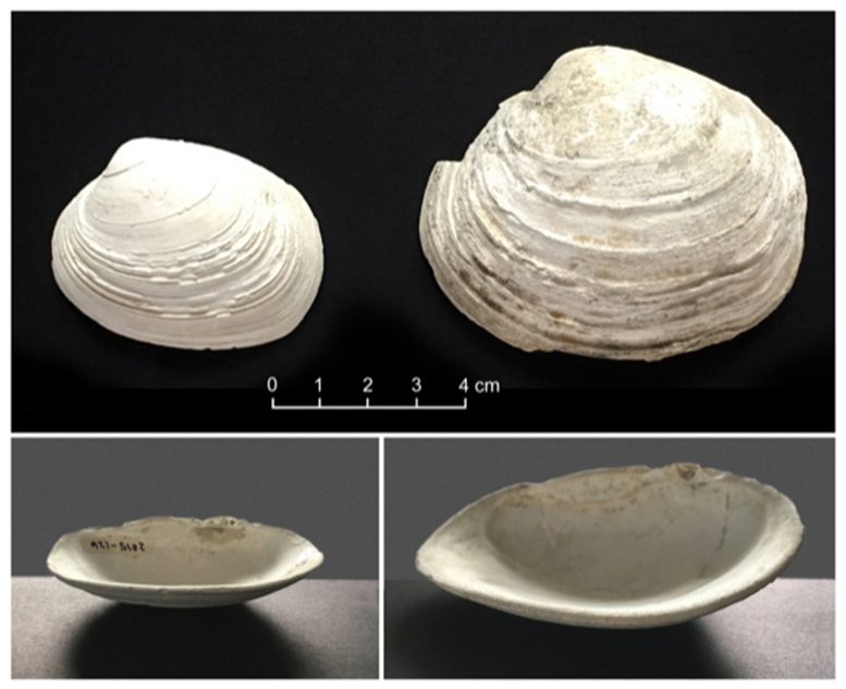 Excavated Ancient Shells