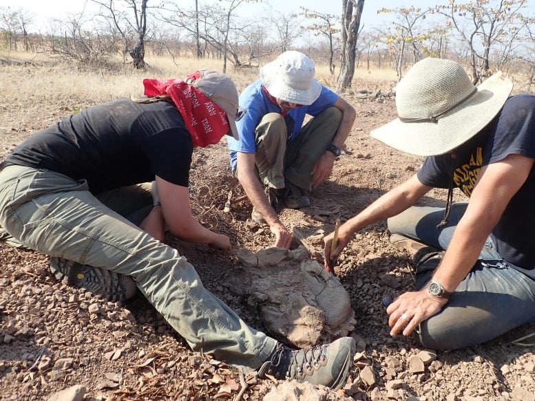 Excavating Fossilized Dicynodont Permian of Zambia