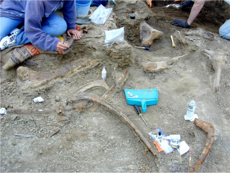 Excavation of Edmontosaurus Fossil Bonebed