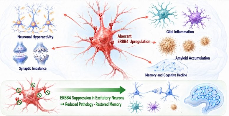 Excitatory Neuronal ERBB4 as a Common Driver of Alzheimer’s Disease Pathology