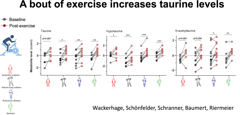 Exercise Increases Taurine Levels
