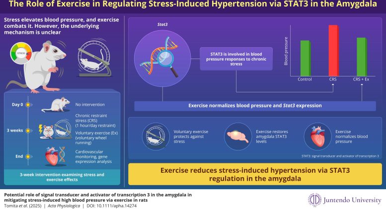 Exercise Reduces Stress Induced Hypertension via STAT3 Regulation in the Amygdala