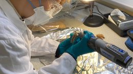Exeter Researchers Analyzing Bones Recovered From the Horse Cemetery