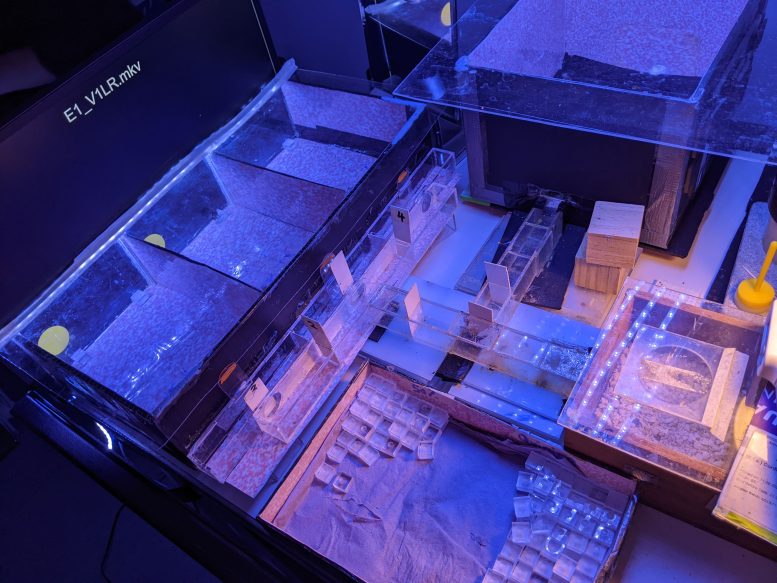 Experimental Apparatus Morse Code Bees