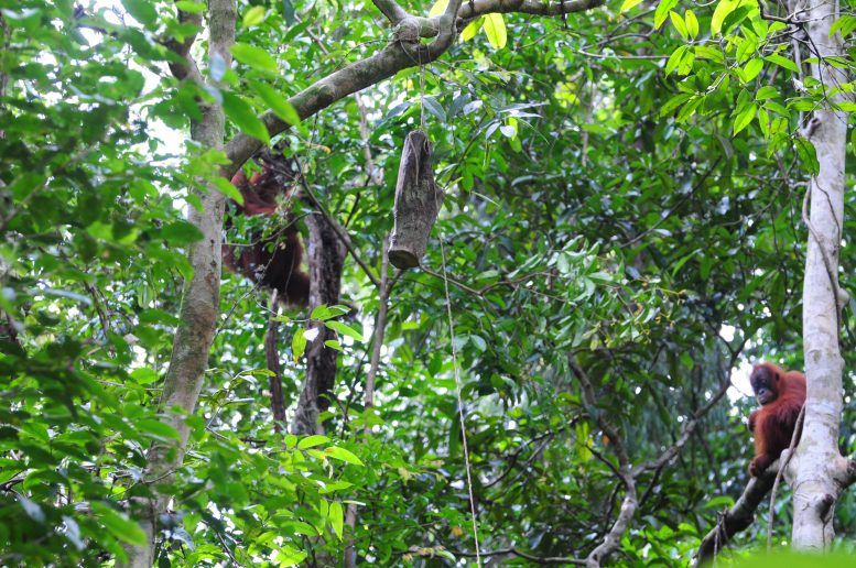 Experimental Log Being Observed by an Orangutan