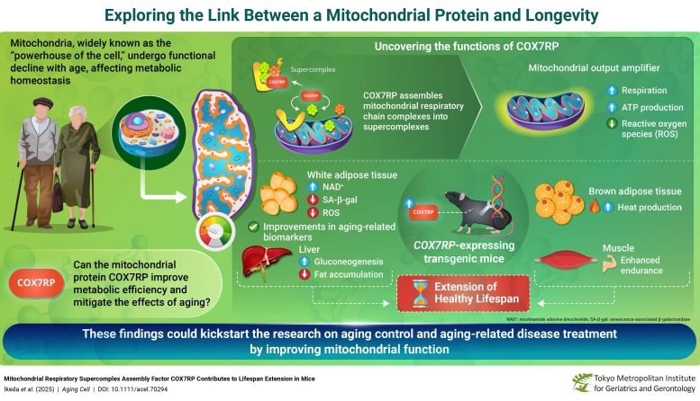 Exploring the Link Between COX7RP, a Mitochondrial Protein, and Longevity Infographic