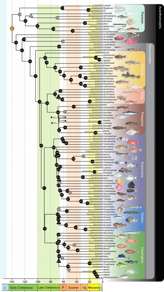 Explosive Diversification of Marine Fishes at End of Cretaceous