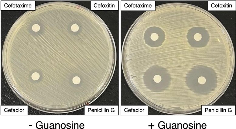 Exposure of MRSA to Guanosine Enhances MRSA Killing by Four Different Penicillin Type Antibiotics