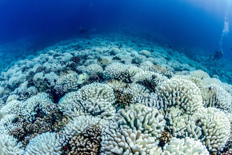 Extensive Coral Bleaching North Shore of Moorea