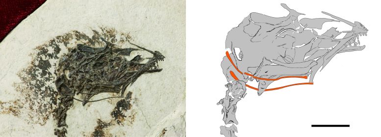 Extinct Cretaceous enantiornithine Bird Brevirostruavis macrohyoideus
